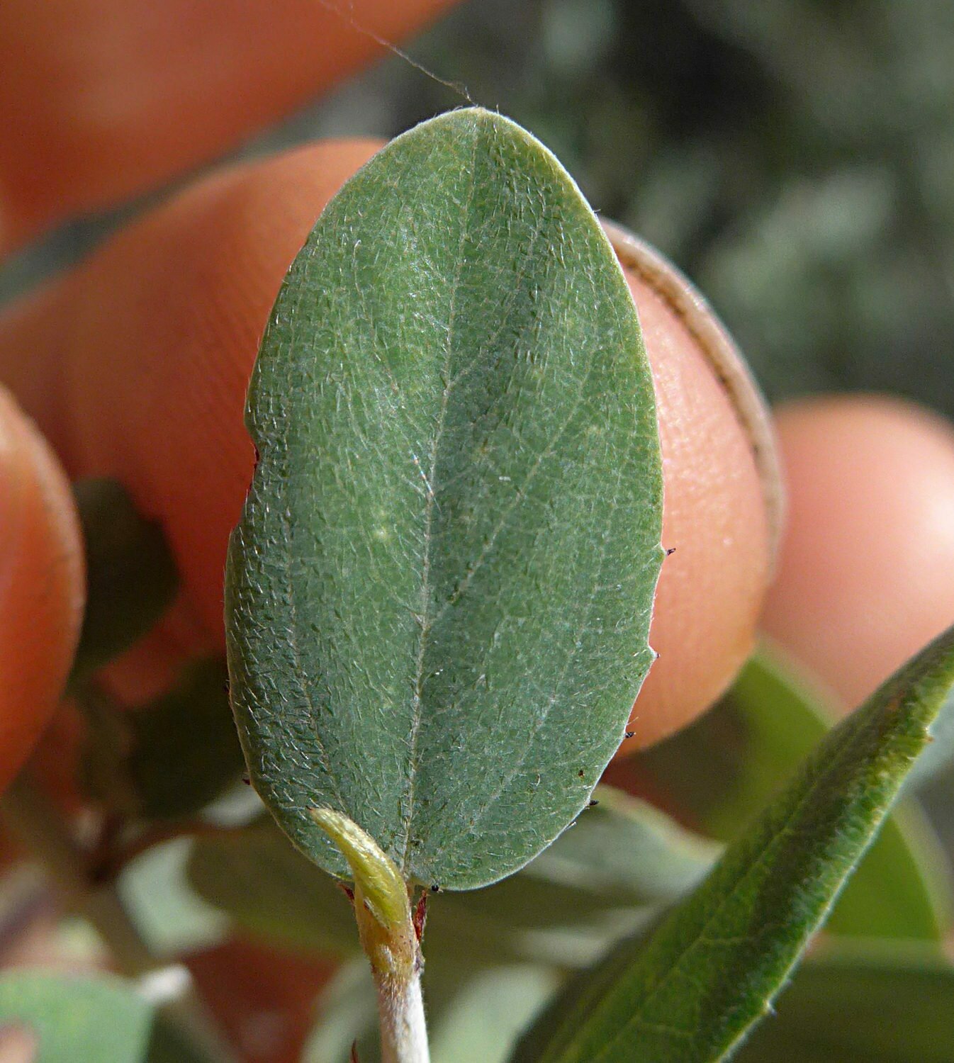 High Resolution Ceanothus leucodermis Leaf